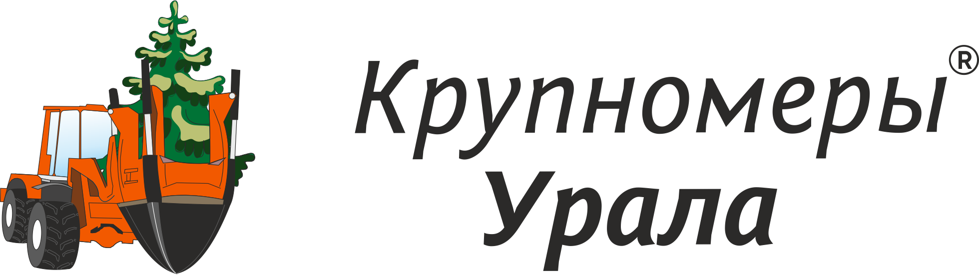 Сосна обыкновенная✔️ купить саженцы в Белгороде по ценам от питомника -  питомник «Крупномеры Урала»